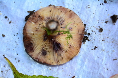 Lactarius uvidus