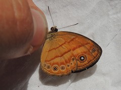 Mycalesis anapita