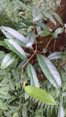 Hydrangea viburnoides