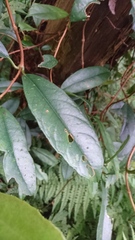 Hydrangea viburnoides