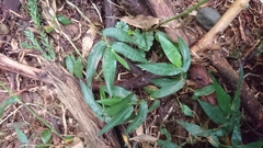 Oplismenus compositus