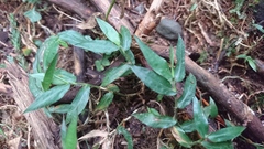 Oplismenus compositus