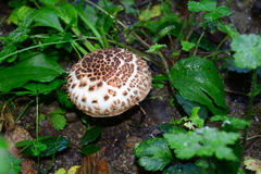 Lepiota echinella
