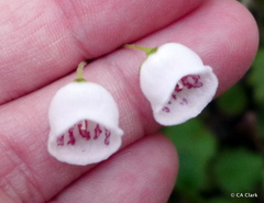 Jovellana repens