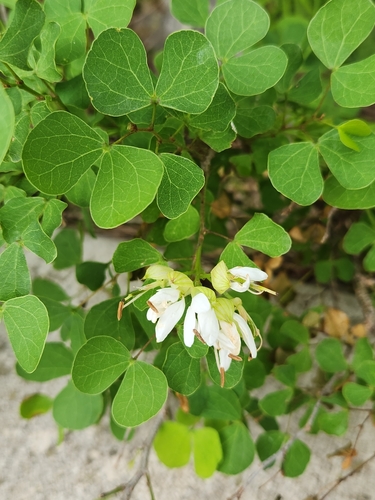 Anacacho orchid (Bauhinia lunarioides)