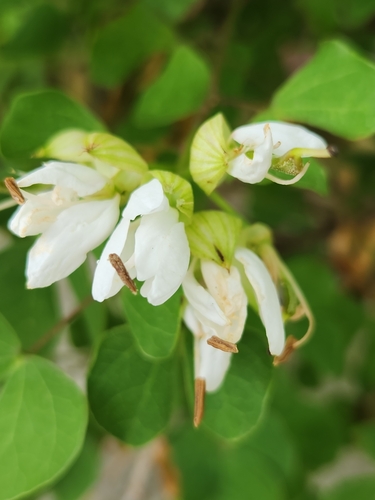 Bauhinia lunarioides