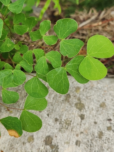 Image of Bauhinia lunarioides by (c) Jo Roberts, some rights reserved (CC BY)