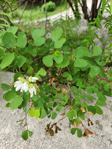 Bauhinia lunarioides