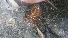 Blaberinae