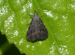 Schrankia bilineata