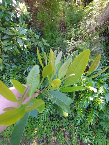 Image of Pimenta dioica by (c) Scott Harris, some rights reserved (CC BY)