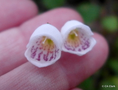 Jovellana repens
