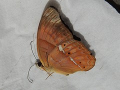 Cirrochroa emalea