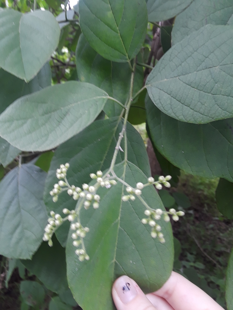 Cordia alba