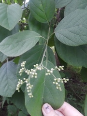 Cordia alba