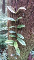 Hydrangea viburnoides