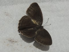 Mycalesis horsfieldi