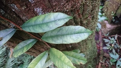 Hydrangea viburnoides