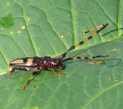 Dendrobias mandibularis