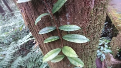 Hydrangea viburnoides