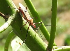 Zelus grassans