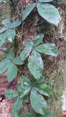 Tetrastigma obtectum glabrum