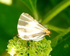 Panthiades bathildis