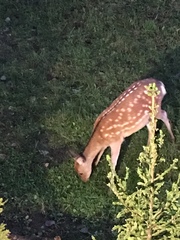 Cervus nippon yesoensis