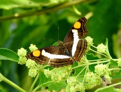 Doxocopa laure laure