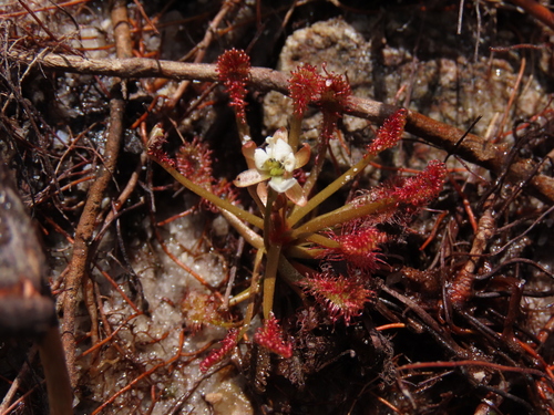 Drosera biflora
