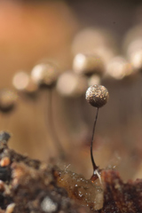 Collaria arcyrionema