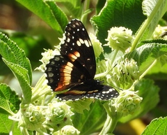 Chlosyne lacinia crocale