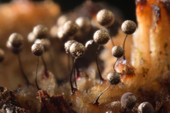 Collaria arcyrionema