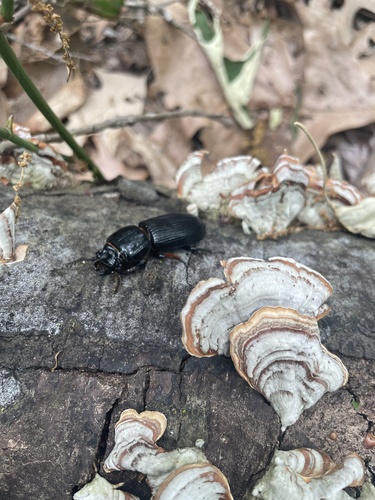Bess beetle