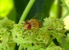 Copestylum sexmaculatum