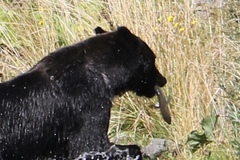 Ursus arctos lasiotus