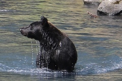 Ursus arctos lasiotus