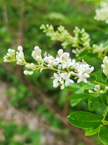 Chinese privet (Ligustrum sinense)