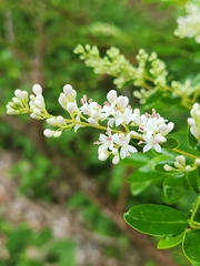 Chinese privet