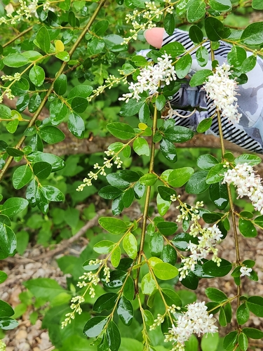 Ligustrum sinense