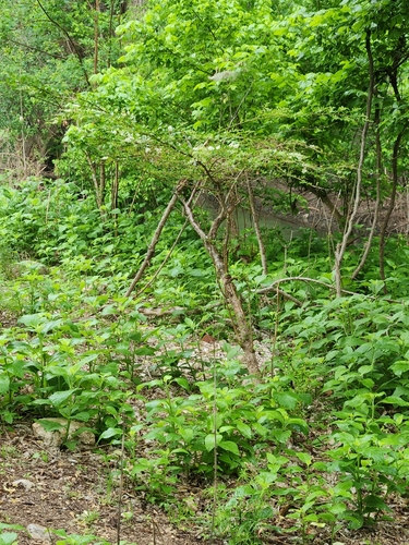 Ligustrum sinense