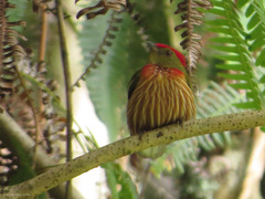 Machaeropterus striolatus