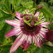 Passiflora violacea - Photo (c) TRACEY P, algunos derechos reservados (CC BY)