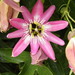 Passiflora × violacea - Photo (c) Scamperdale, algunos derechos reservados (CC BY-NC)