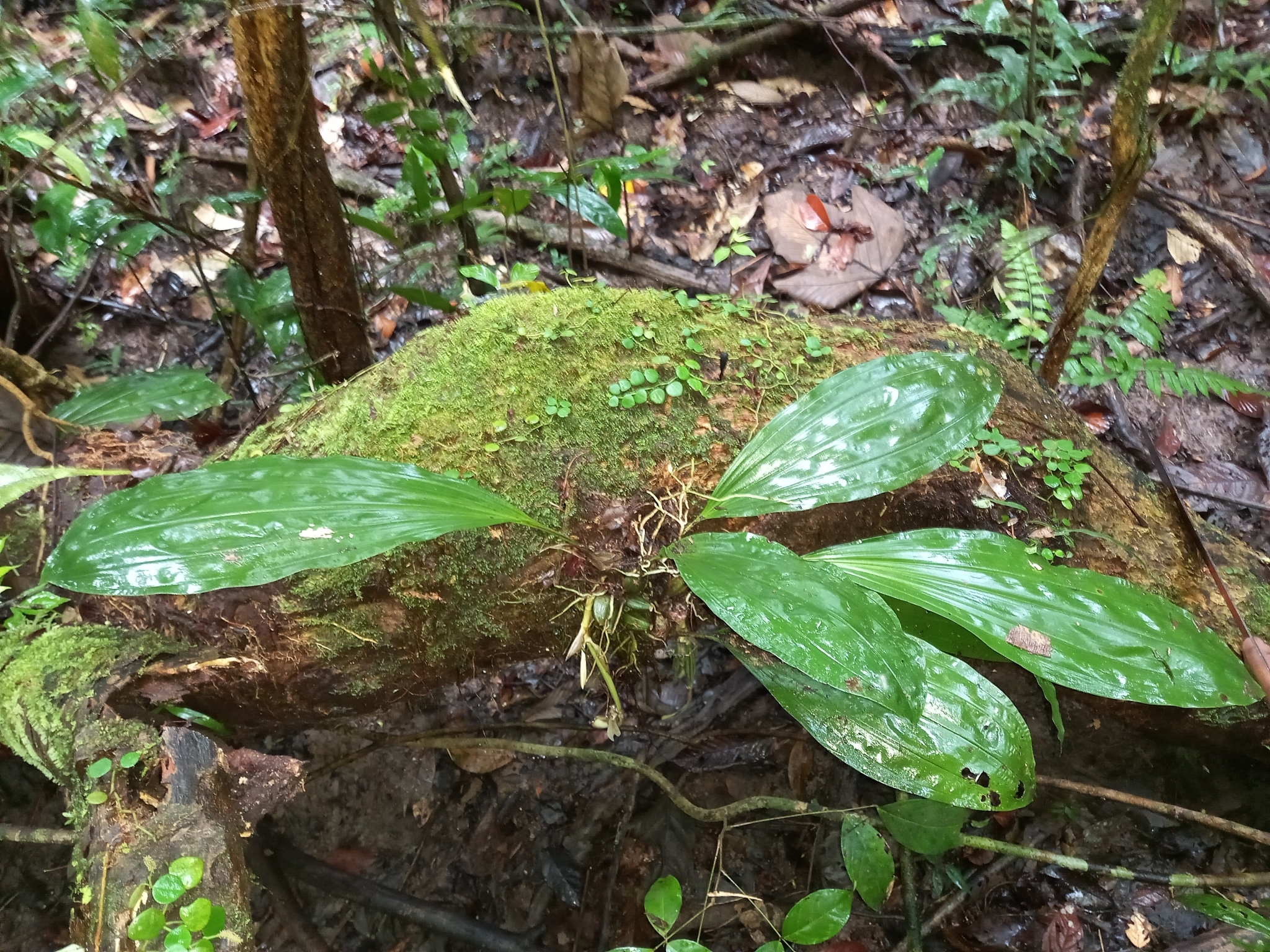Imagem de Orquídea-tigre