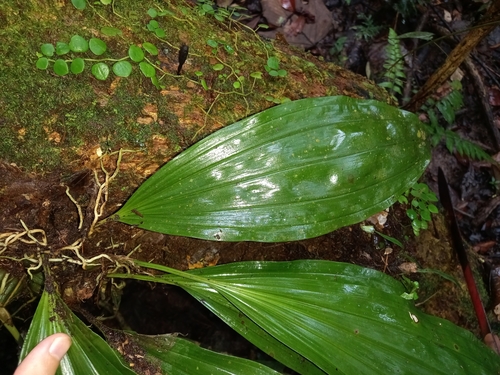 Foto de Orquídea-tigre