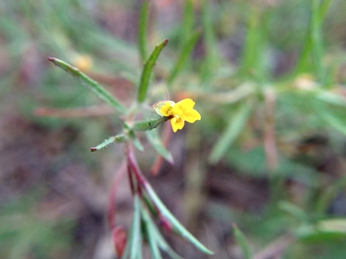 Image of Camissonia contorta by no rights reserved