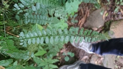Polystichum hancockii