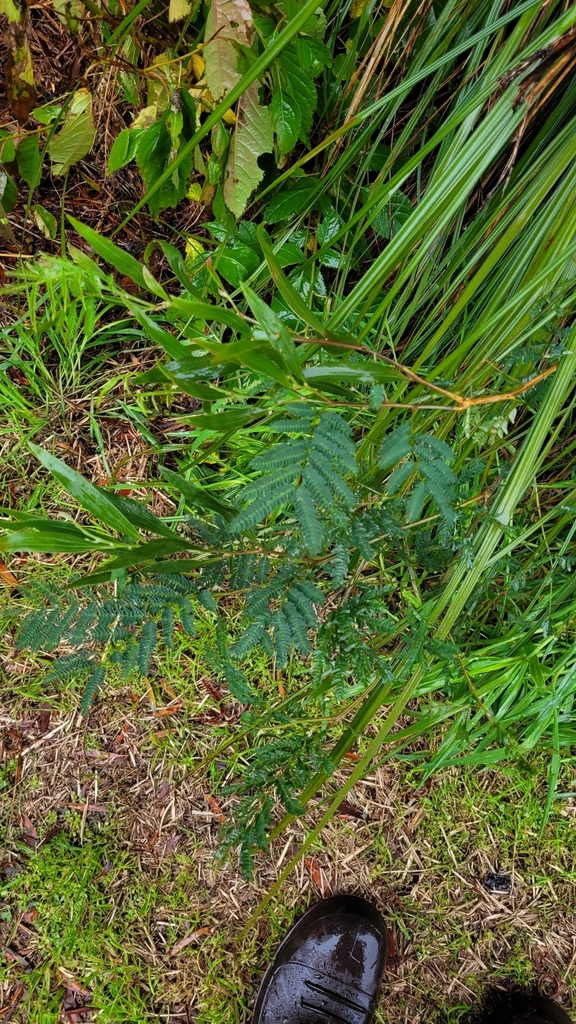 blackwood from West Coast, New Zealand on April 21, 2023 at 1201 PM by