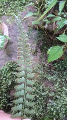 Polystichum hancockii